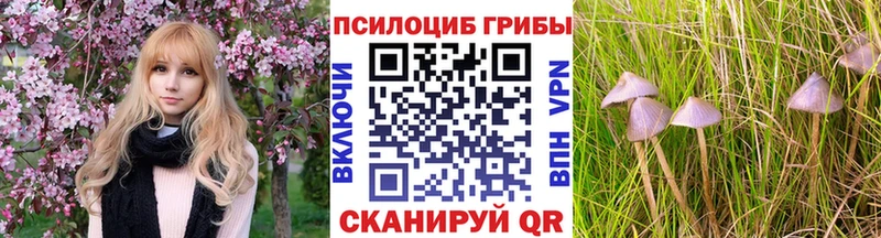 как найти   Дмитров  Псилоцибиновые грибы GOLDEN TEACHER 
